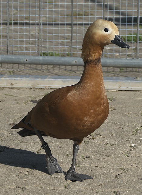 中坚力量